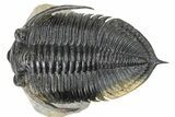 Flying Zlichovaspis Trilobite - Atchana, Morocco #325664-5